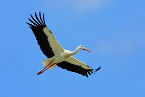 Ciconoia: White Stork - in flight