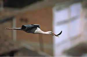 Storks: WHITE STORK - In flight with feather for nesting material