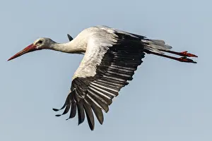 050618: White Stork - in flight - Galicia, Spain