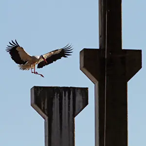 Ciconia: White Stork - in flight landing