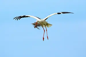 Ciconoia: White Stork - in flight with nest material in beak