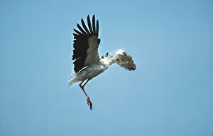 Storks: WHITE STORK - In flight with nesting material in beak