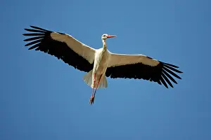 Thermals: White Stork - in flight, soaring in air thermals