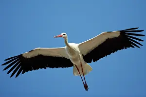 Thermals: White Stork - in flight, soaring in air thermals