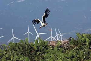 Encroachment: White Stork - in flight with wind turbines behind