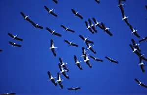 Storks: White STORK - flock