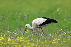 Ciconoia: White Stork - on flowering meadow searching for food