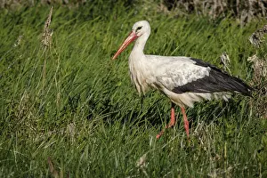 050618: White Stork - on grass - Galicia, Spain