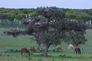 Uicn: White Stork and Horses in the meadow Spain
