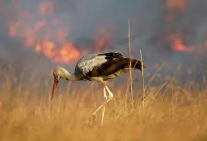 Wildfire: White STORK - Hunting for prey chased by fire