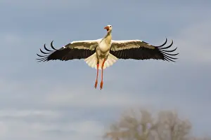 Ciconia: White Stork - in landing flight, North Hessen, Germany