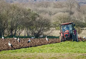 Tractors: White Stork looking for food behind tractor