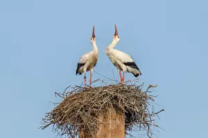 Early: White stork in mating season in early summer, France