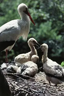 Nestling: White Stork Nest