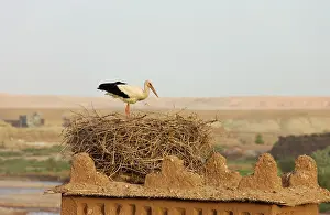 Roofs: White Stork - at its nest on one of the towers