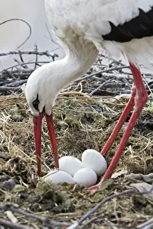 Turning: White Stork - at nest turning eggs