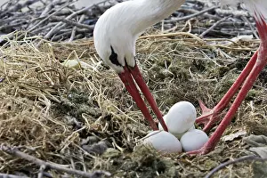 Turning: White Stork - at nest turning eggs