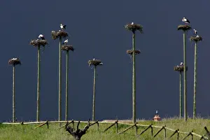Ciconoia: White Stork - nesting colony