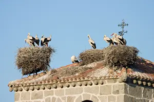 Occupied: White Stork - Several occupied nests on on bell