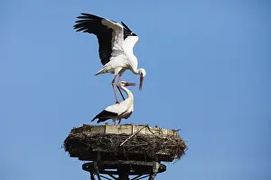 Platform: White Stork - pair mating on nest platform, North