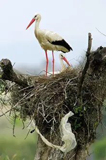 Ciconoia: White Stork - pair at nest