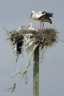 Ciconoia: White Stork - pair at nest