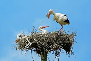 Ciconoia: White Stork - pair at nest