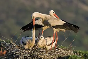 Regurgitating: White Stork - Parent feeding chicks by regurgitating