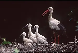 Storks: WHITE STORK - parent and three young in nest