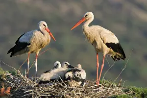 Treetop: White Stork - Parents with chicks in a treetop nest