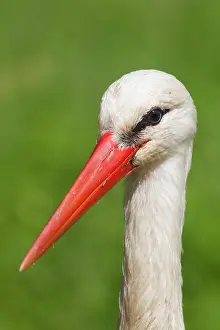 Bills: White Stork portrait White Stork portrait Germany
