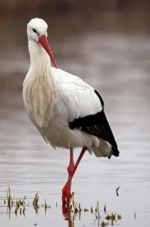Giacomo Radi: White Stork - searching for food in a pond