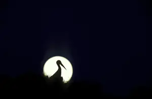 WHITE STORK - In Silhouette, Against Moon