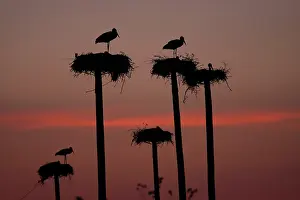 Poles: White Stork - silhouettes - at nests on top of large poles