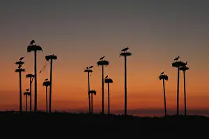 Poles: White Stork - silhouettes - at nests on top of large poles