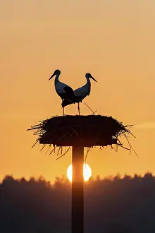 Zurich: White stork, stork nest in the evening light, pair