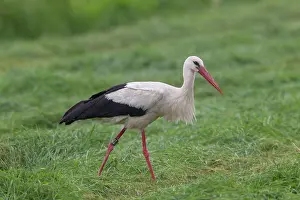 Ciconia: White Stork White Stork adult bird foraging in meadow Ge