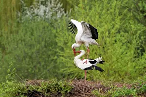 Rehabilitation: White Storks