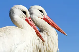 Rehabilitation: White Storks