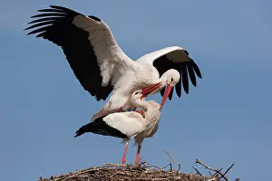 Storks: Two White Storks (Ciconia ciconia) courting on