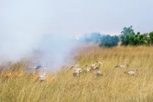 Ciconiidae: White Storks (Ciconia ciconia), feeding on the edge