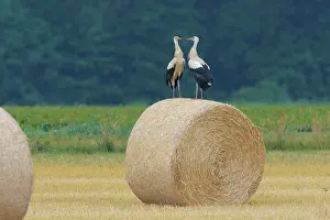 Surfbird: White Storks (Ciconia ciconia), Hesse, Germany