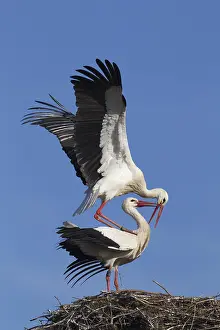 Storks: White storks (Ciconia ciconia), mating couple on