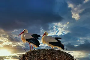 Storks: White storks (Ciconia ciconia) in their nest, sky cloudy