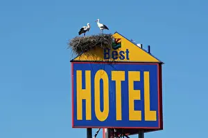 Built: Two white storks (Ciconia ciconia) standing on their