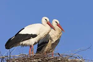 Storks: White storks (Ciconia ciconia) standing on their