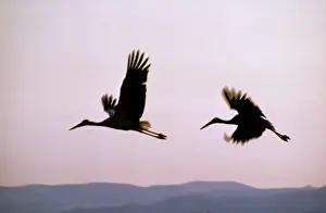 Richard Porter: WHITE STORKS IN FLIGHT