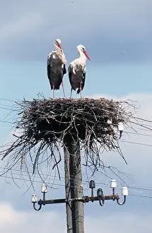 Posts: WHITE STORKS - x two, nesting on pylon