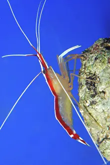 Amboinensis: White Striped Cleaner Shrimp