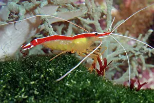Amboinensis: White Striped Cleaner Shrimp